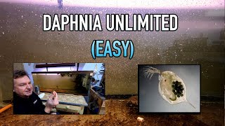 How I Raise Daphnia Water Fleas And You Can Too [upl. by Stubstad720]