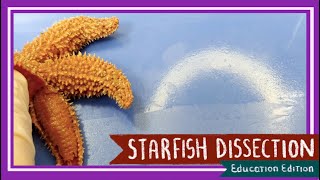 Starfish Sea Star Dissection  Neither Star Nor Fish EDU [upl. by Ellegna]