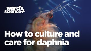 Caring and Culturing for Daphnia [upl. by Tayler187]