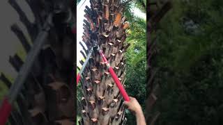 How To Trim a Sylvester PalmThe Tree PlantersLarge Rare and Exotic Palms and Trees [upl. by Ysirhc]