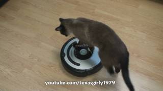 Cat shows HOW TO use iRobot Roomba Vacuum [upl. by Adley]