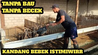 KANDANG BEBEK MINIMALIS amp BEBAS BAU [upl. by Esilram]