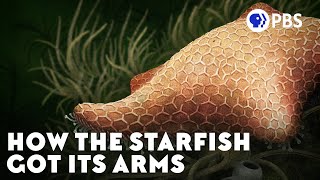 How the Starfish Got Its Arms [upl. by Koller]