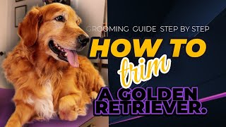 Grooming steps How to trim a Golden Retriever [upl. by Oilla]