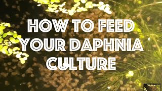 How To Feed Your Daphnia Culture [upl. by Yenahc545]