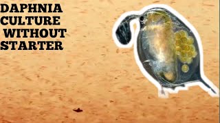 HOW TO CULTURE DAPHNIA NATURALLY WITHOUT A STARTER [upl. by Ariaic]