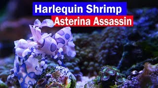 Harlequin Shrimp Asterina Starfish Eating Reef Tank Assassin Control those little white starfish [upl. by Opiak]