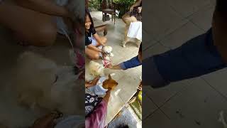 ANJING PINTAR  TUMPEK KANDANG BALI [upl. by Ahsilet]