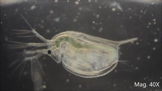 Daphnia magna under the Microscope [upl. by Siulegroj60]