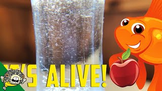 How to culture Vinegar Eels The EASY Way Live Fish Food [upl. by Gustavo18]