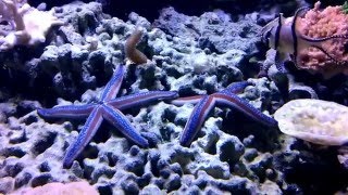 Starfish for the Reef Aquarium [upl. by Neelia]