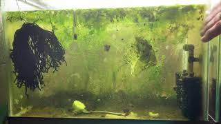 Scuds Daphnia Cherry Shrimp Copepods My aquatic food culture [upl. by Cherrita]