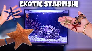 BUYING COLORFUL STARFISH For My AQUARIUM Rare [upl. by Llecrep]