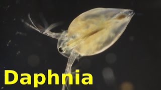 Daphnia [upl. by Ettelocin]