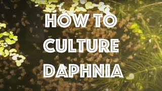 How To Culture Daphnia Magna [upl. by Eisenstark]