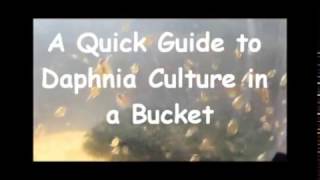 How to culture daphnia outside [upl. by Yonita]