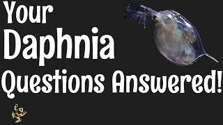 Daphnia Questions Answered [upl. by Petey417]