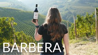 All About BARBERA [upl. by Cordi]