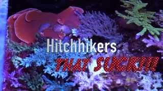 Top 5 Pests in Reef Aquariums [upl. by Damiano]