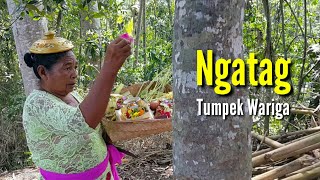 Ngatag Tumpek Wariga [upl. by Arad]