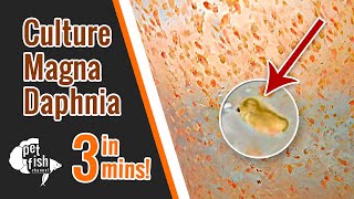 How to culture DAPHNIA MAGNA  The easy way [upl. by Gnues]