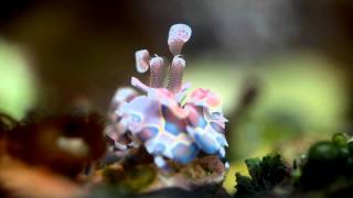 Harlequin Shrimp too Hungry [upl. by Aihsital561]