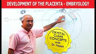 Development Of the Placenta  Embryology🩺 [upl. by Novoj978]