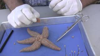 Starfish Dissection [upl. by Asseralc]