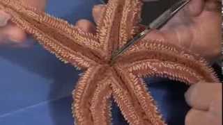 Detailed Sea Star starfish Dissection Part I Jr High High School and College Review [upl. by Rannug]