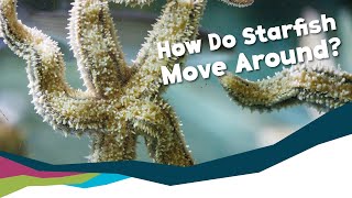 Deep Dive  How Do Starfish Move [upl. by Nortal]