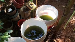 How to grow Green Water Algae [upl. by Pain273]