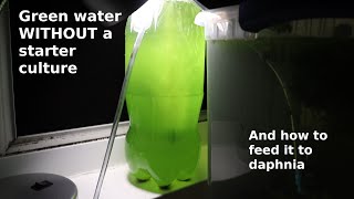 Green Water WITHOUT a Starter Culture  From Scratch  How To [upl. by Jevon811]