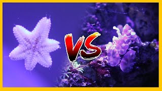 Asterina Starfish vs Harlequin Shrimp [upl. by Attirb]