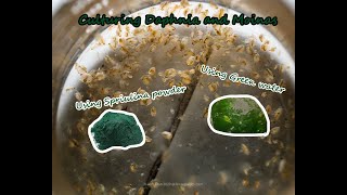 How To Culture Daphnia and Moinas using Green Water Spirulina powder [upl. by Bonney]