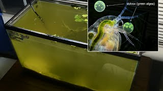 Raising Daphnia for the Freshwater Aquarium [upl. by Jaye]