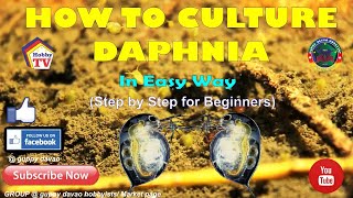 HOW TO CULTURE DAPHNIA In Easy Way [upl. by Alonso973]